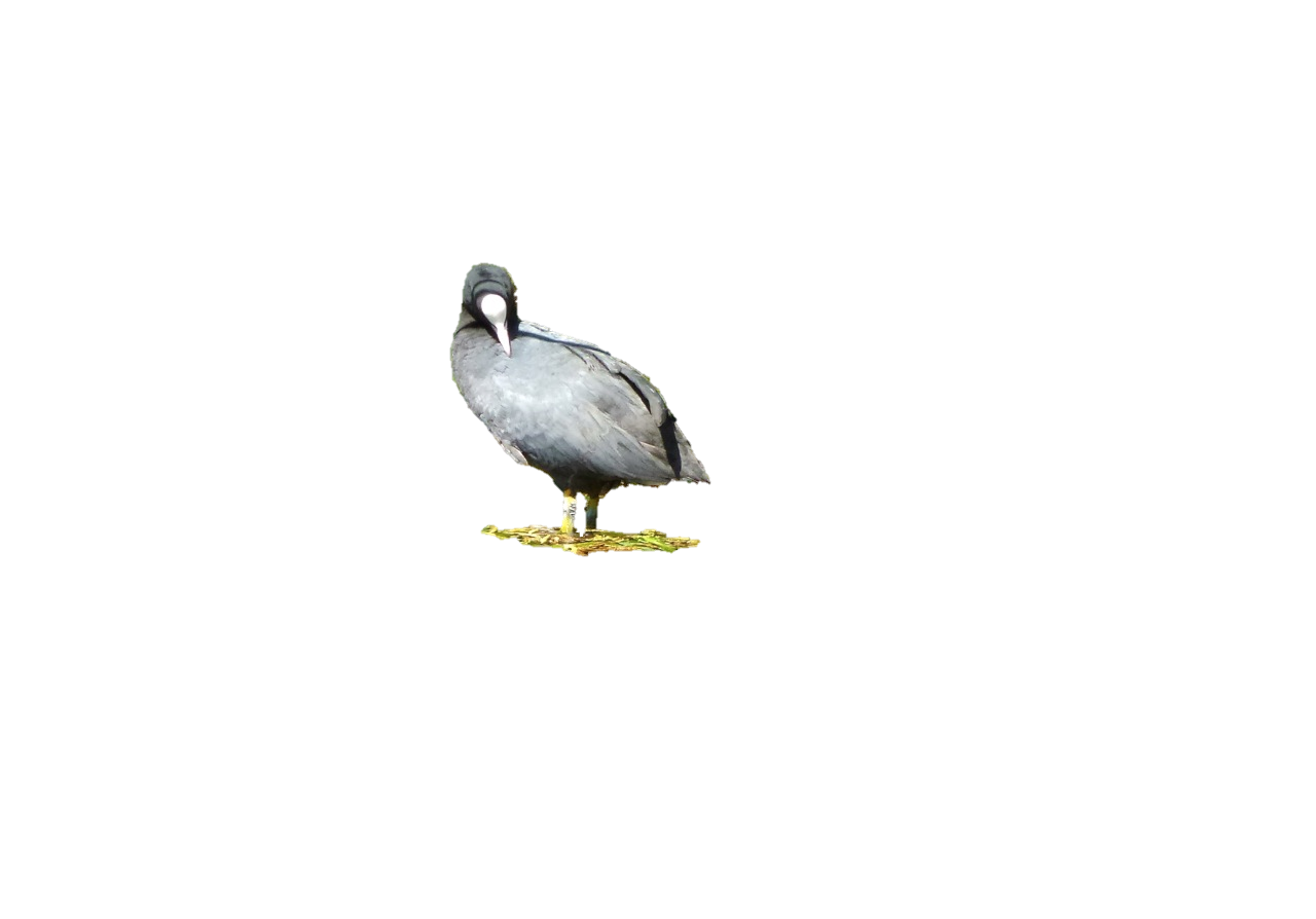 imagemeerkoet.png